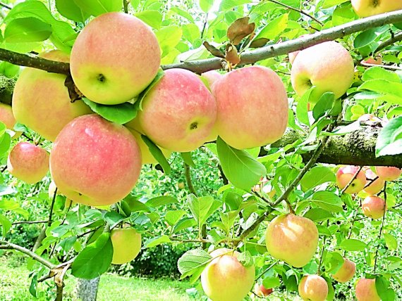 おまかせの新鮮野菜