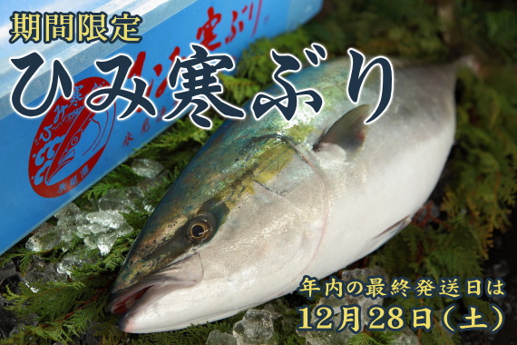 期間限定 ひみ寒ぶり ご注文受付中 2024年・年内の最終発送日は12月28日（土）