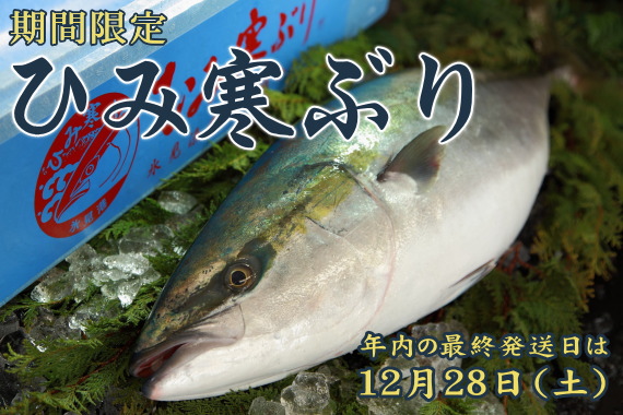 期間限定 ひみ寒ぶり ご注文受付中 2024年・年内の最終発送日は12月28日（土）